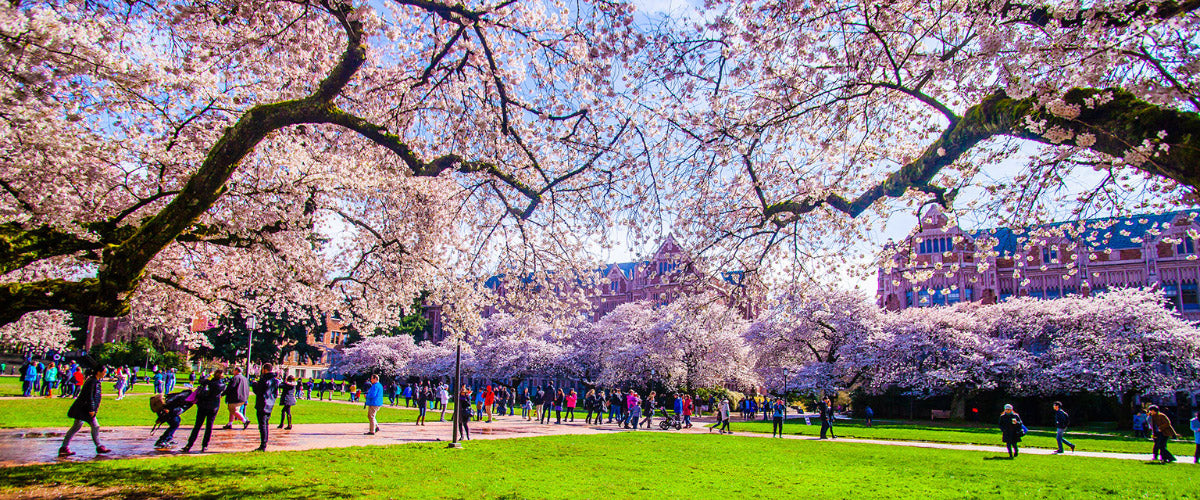 Cherry Blossoms in the Quad at University of Washington 